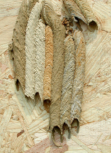 Organ_Pipe_Wasp_nest.jpg