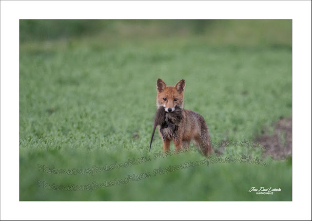 retour-de-chasse-un-renard-avec-un-jeune-ragondin-dans-la-gueule