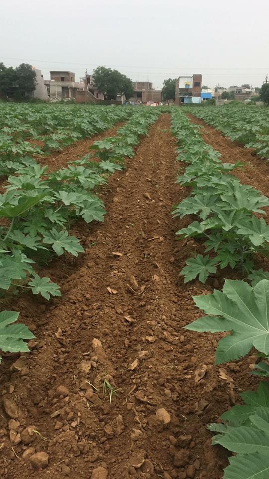 Cultivation of Castor