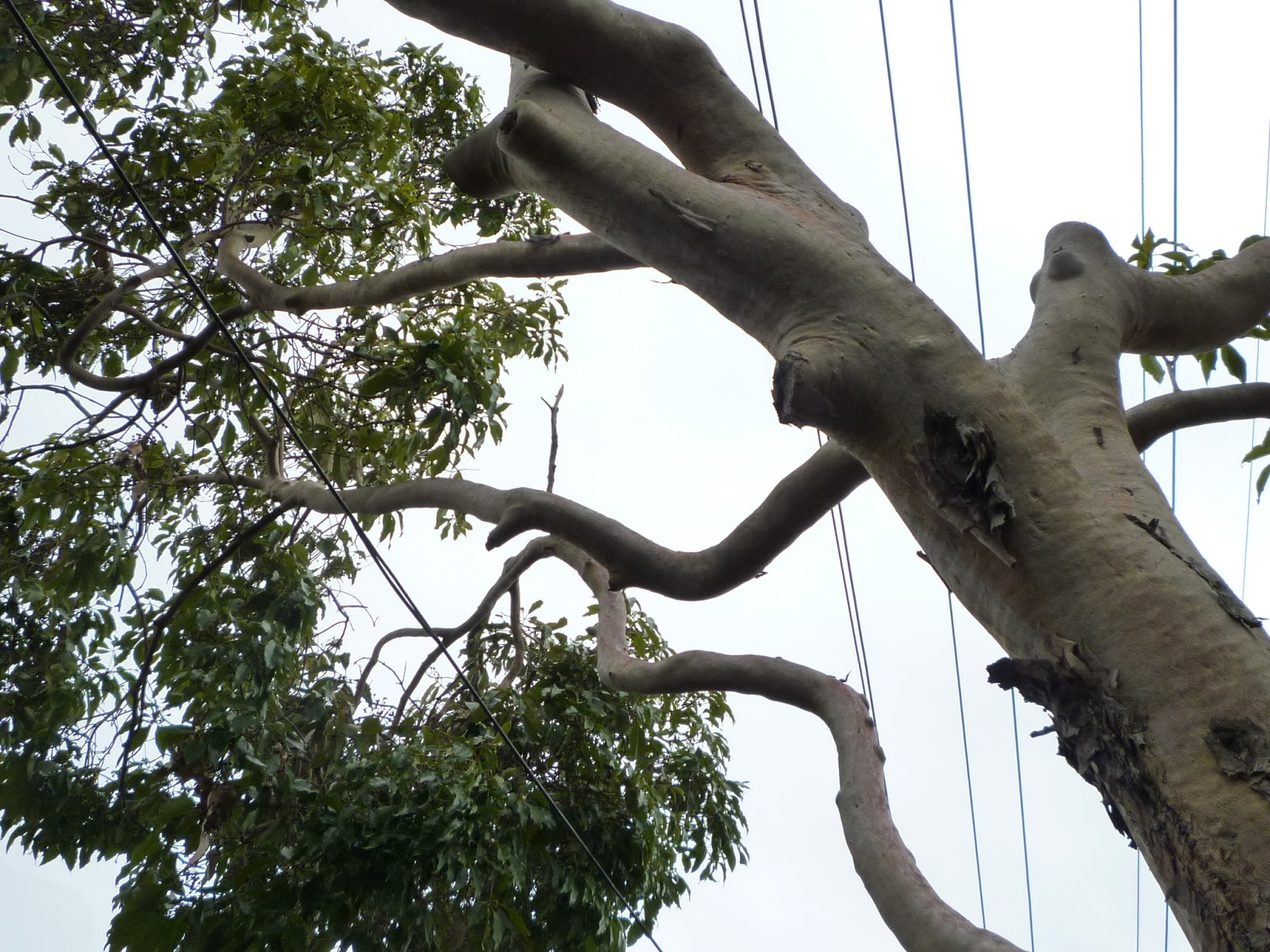 the problem of street trees and garden update