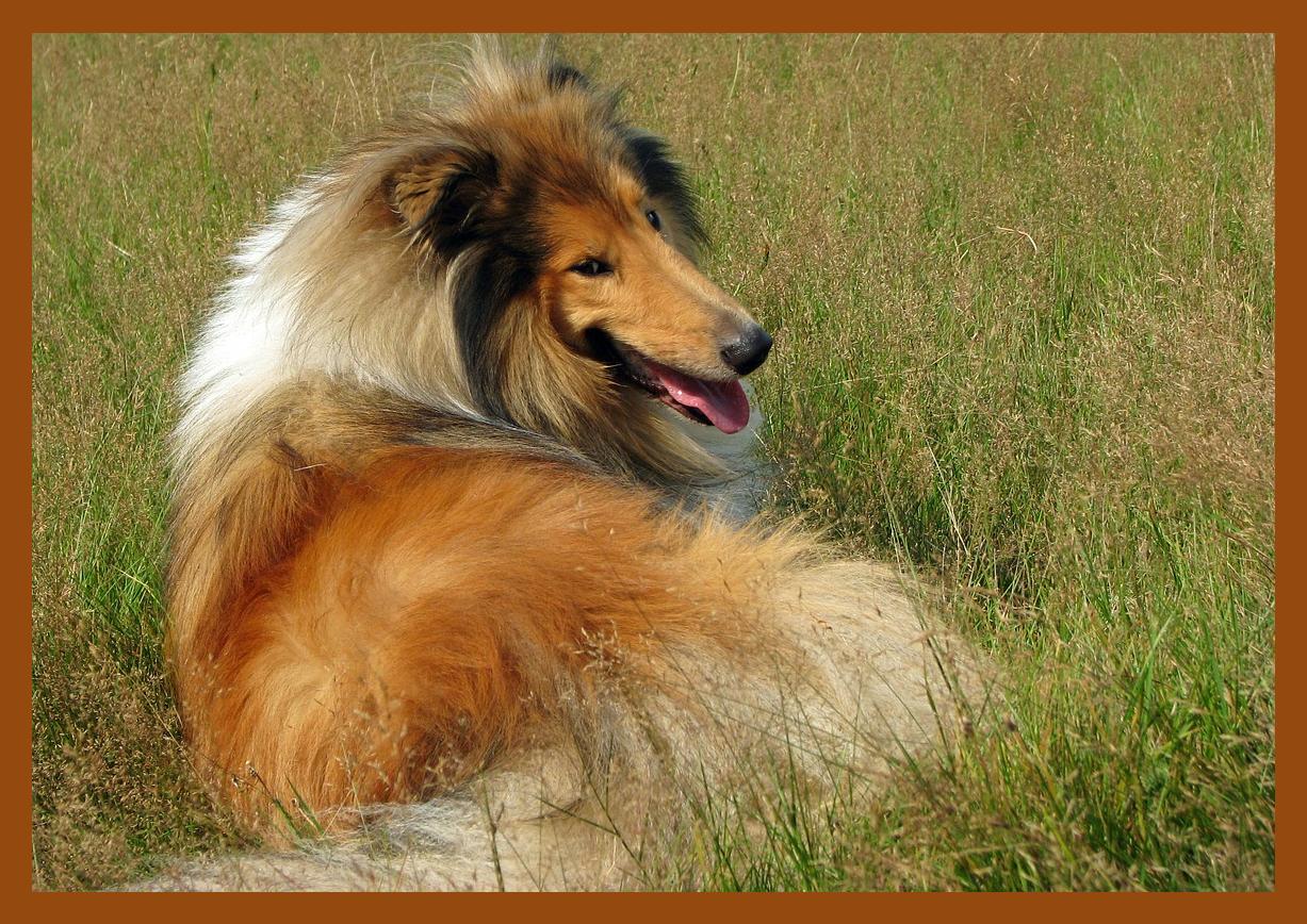 collie dogs wallpapers and pictures