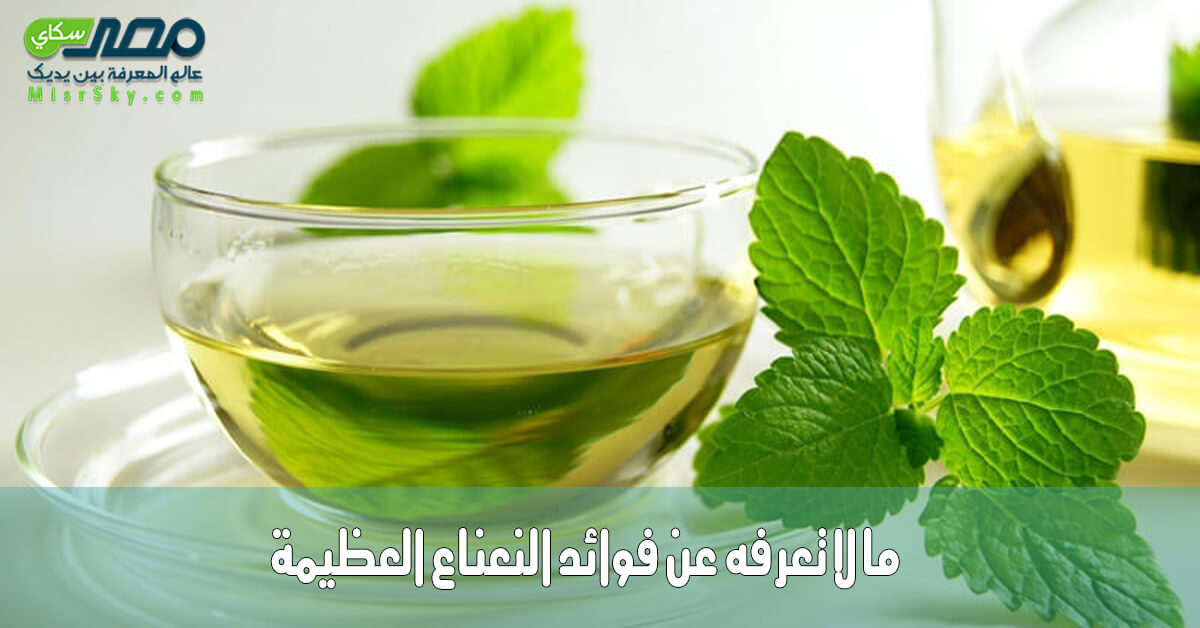 ما لا تعرفه عن فوائد النعناع العظيمة ما لا تعرفه عن فوائد النعناع العظيمة