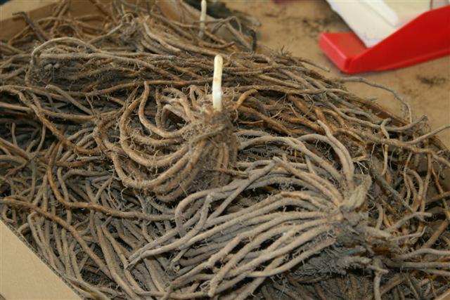 Garras de una espárraguera, de las que sale un espárrago blanco