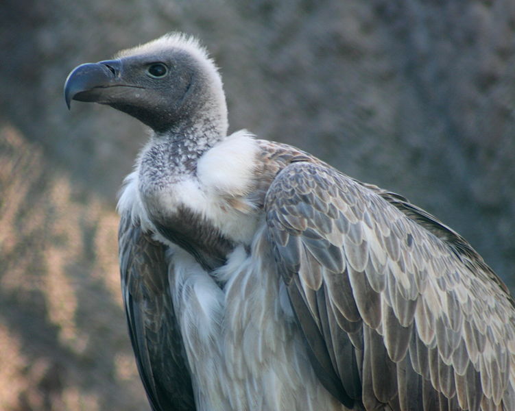 Birds: White-backed Vulture - Gyps africanus
