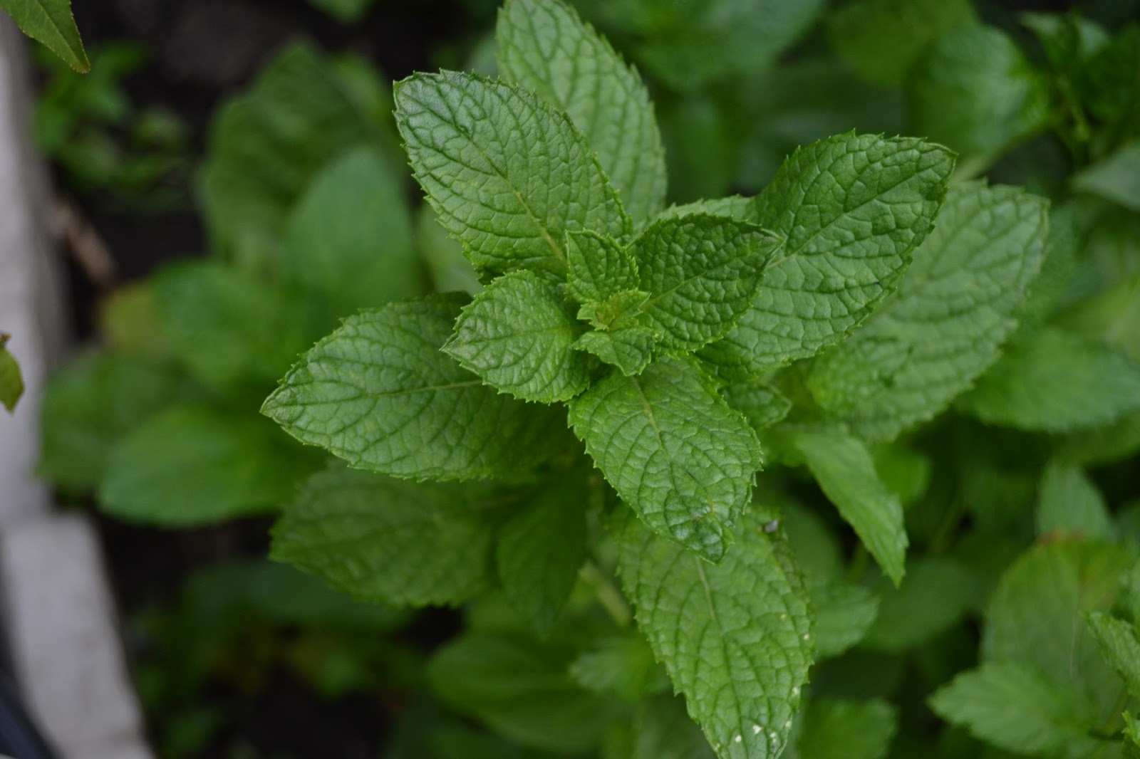 Mint Leaves Diseases Herbs and Food Recipes