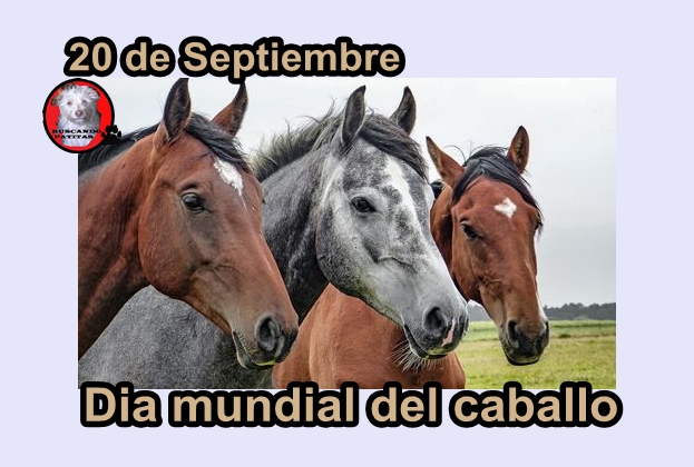Buscando patitas: septiembre 2018