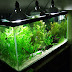 The Important Features of Freshwater Aquarium Lighting Guide