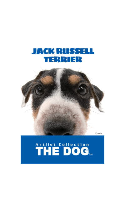 THE DOG Jack Russell Terrier 2