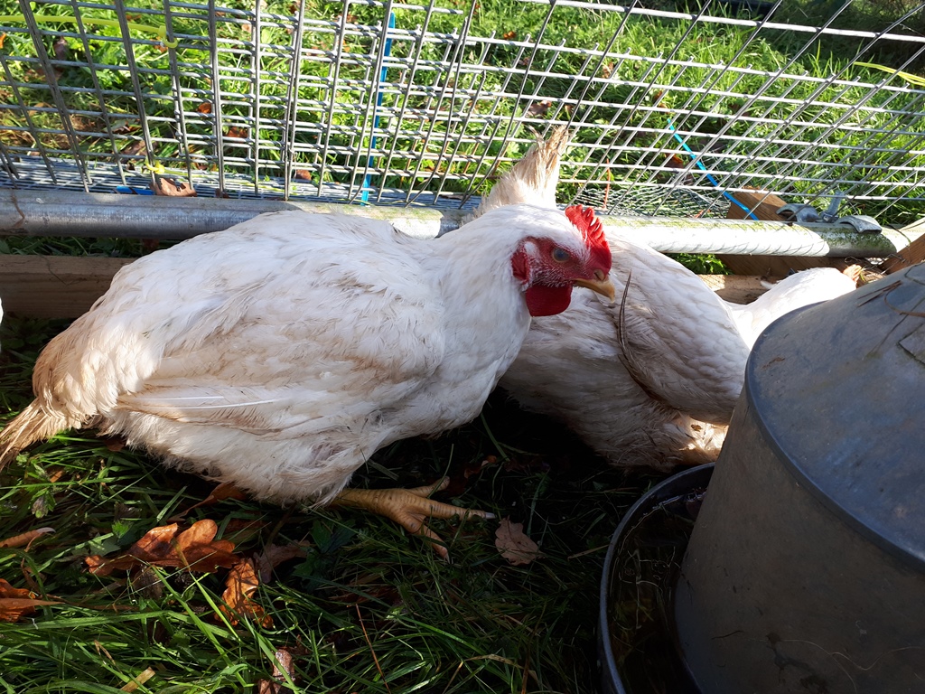 An English Homestead Meat Birds At 10 Weeks Old