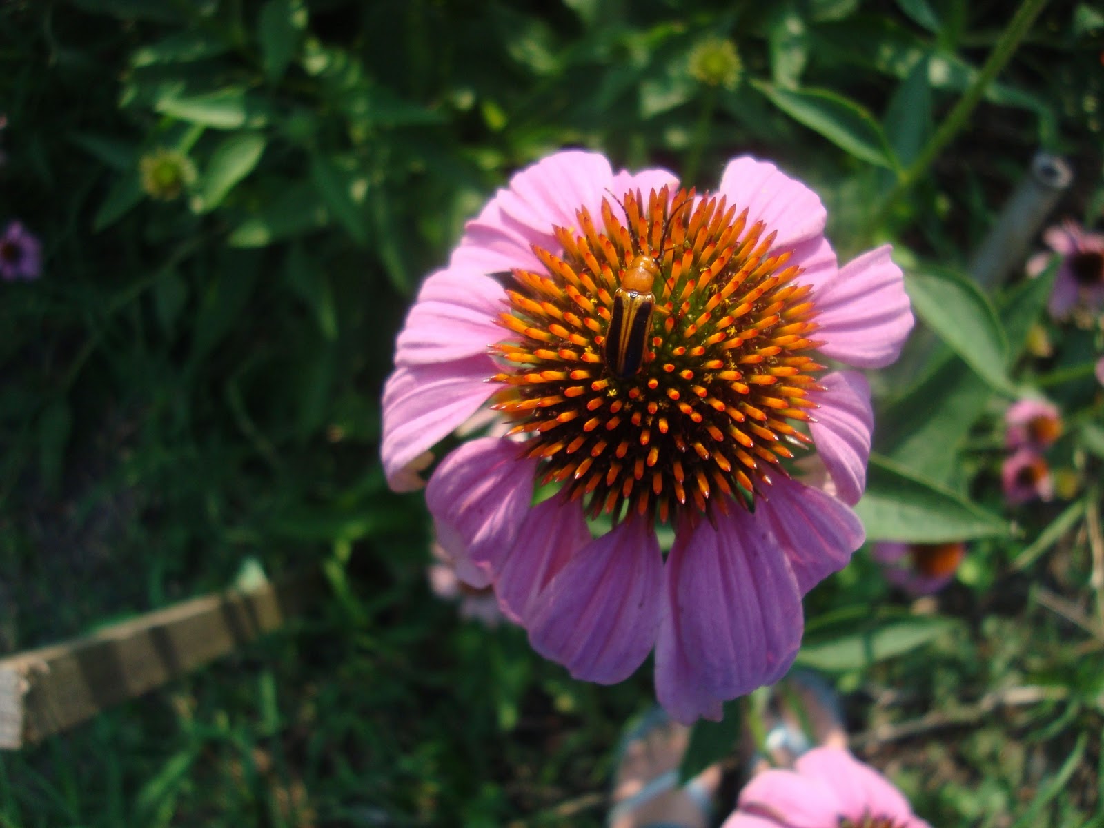echinacea purpurea purple coneflower leaves echinacea purpurea purple coneflower leaves