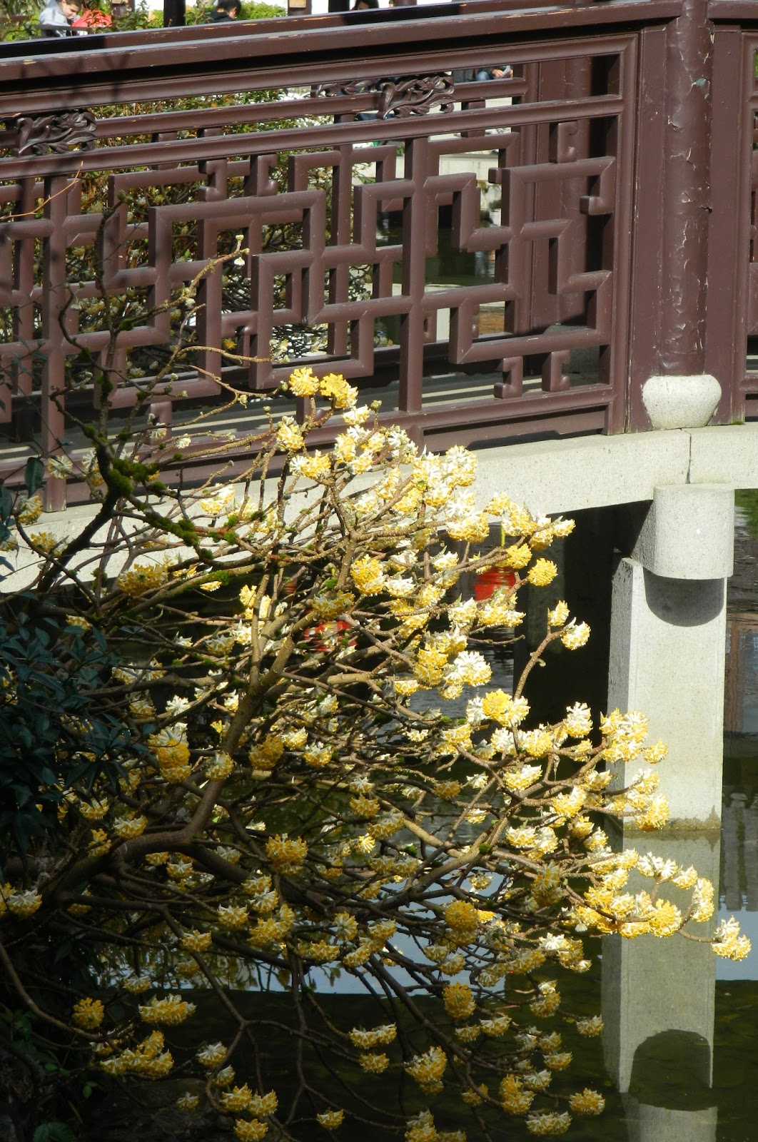 Herbs From Distant Lands Bougainvillea Spectabilis Bougainvillea