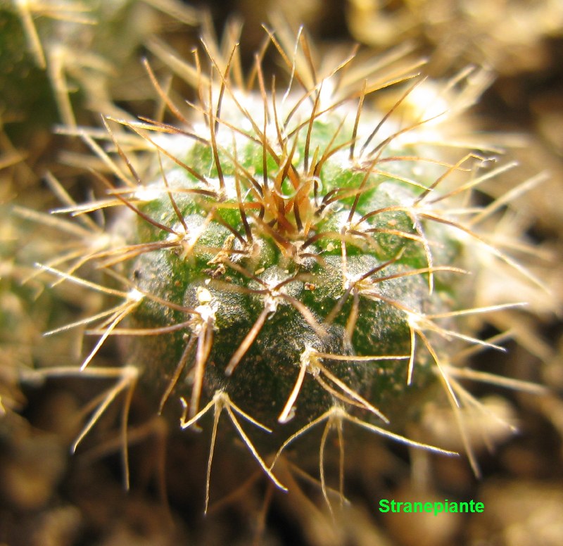 Frailea Castanea * Esotico * Fiore Di Cactus * Raro