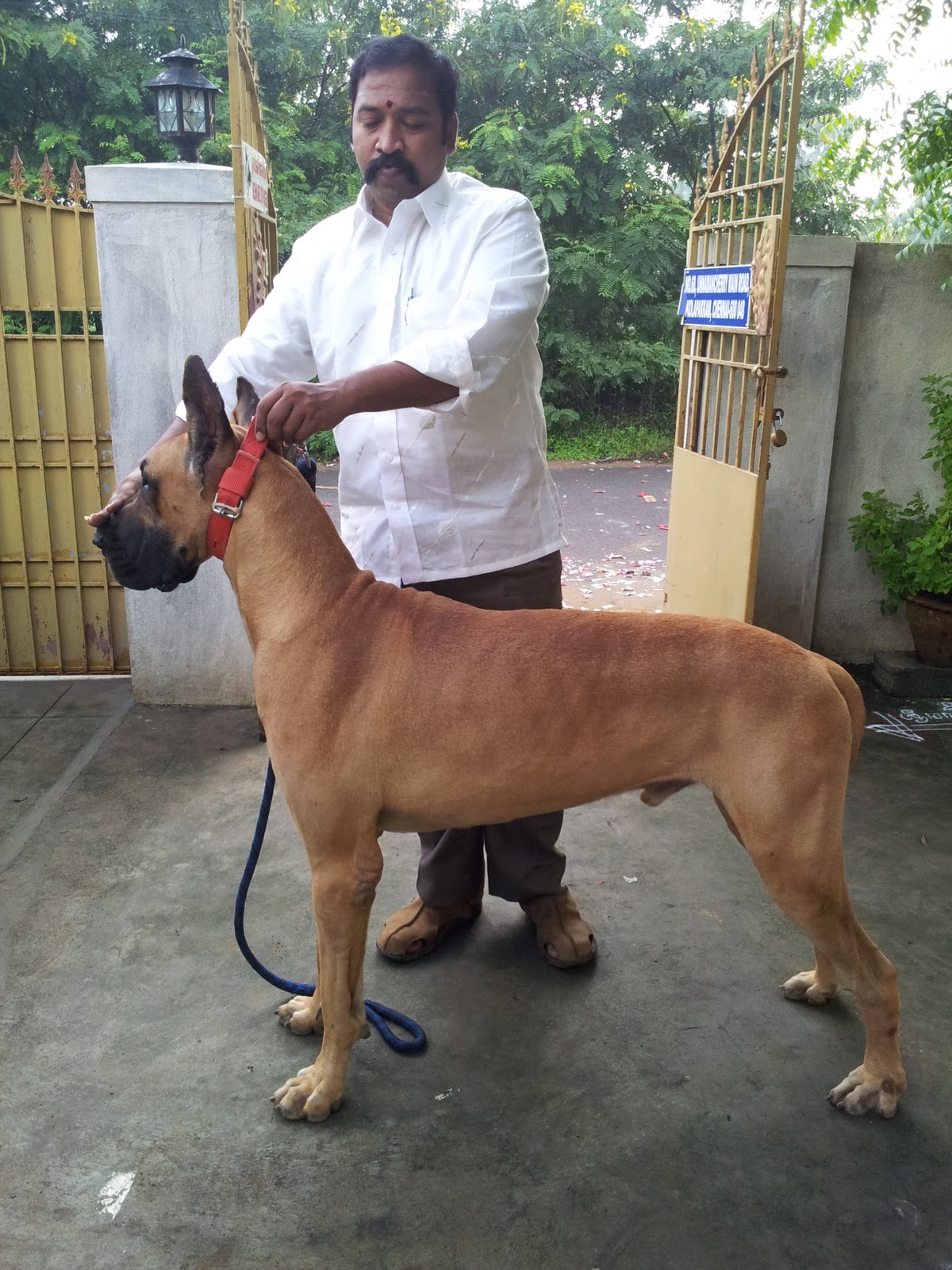 great dane puppies great dane puppies sale in chennai