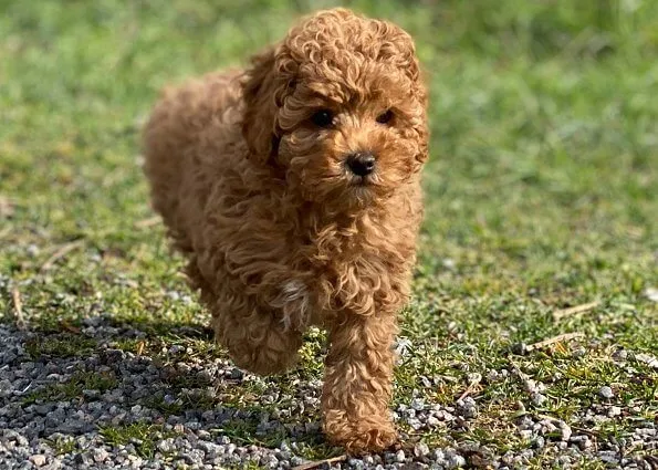 The puppy is called Rio, and is a mix between a King Charles Cavalier Spaniel and a Poodle