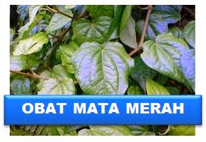 obat mata merah pengobatan mata merah dan iritasi mata