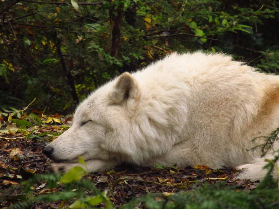 Sleeping Wolves