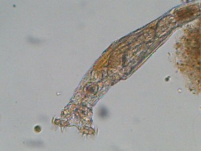 CUADERNO DE CAMPO del Treparriscos: Rotíferos en el musgo.