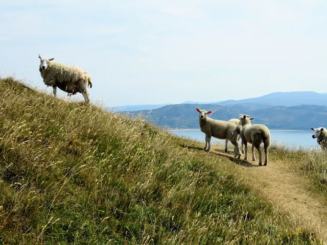 Things to do in Llandudno: Hike with the sheep at Great Orme Country Park