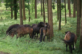 Fünf braune Pferde stehen am Wegrand und fressen. Zwei betreiben gegenseitige Fellpflege.