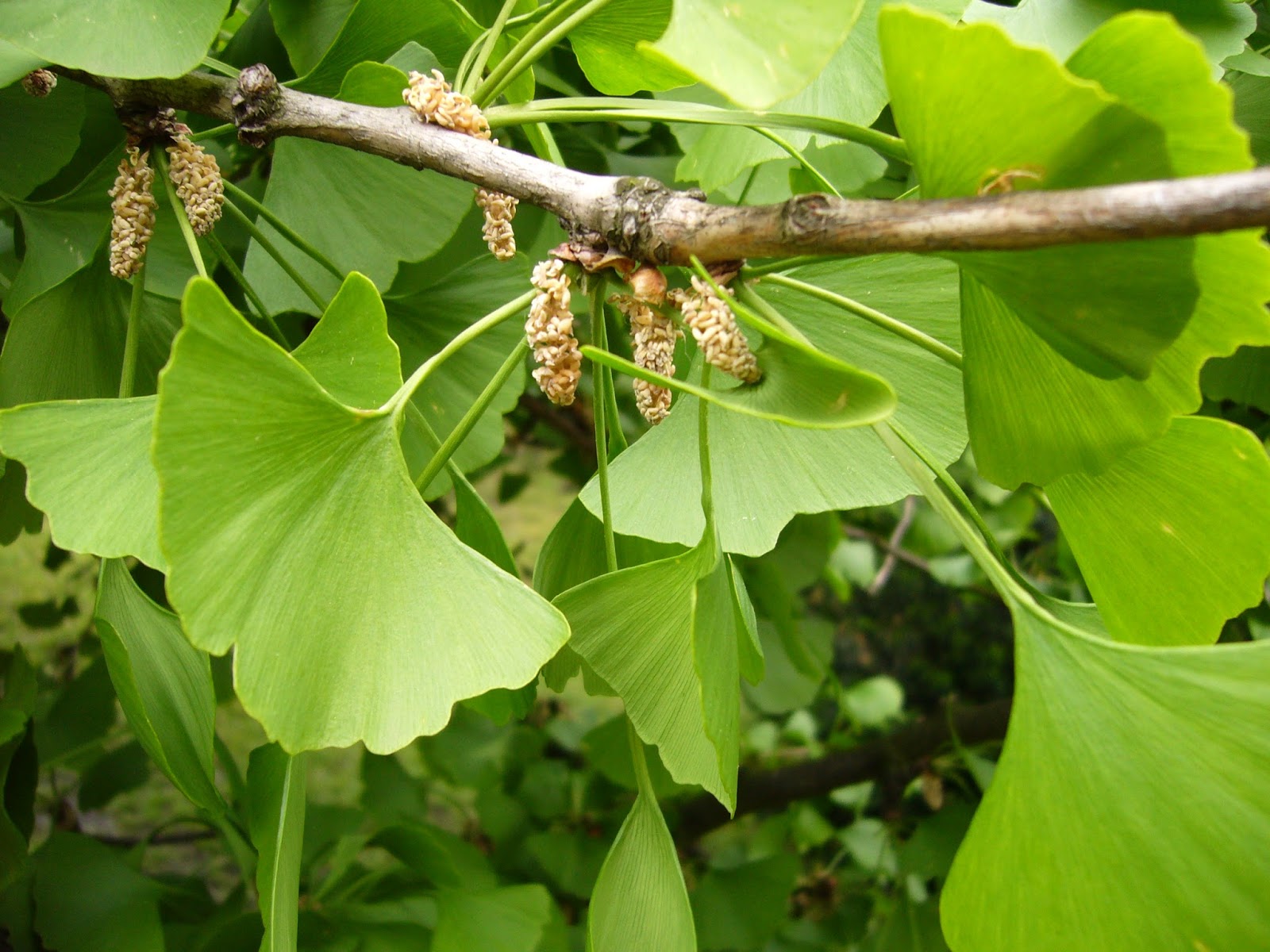 Ginkgö Biloba Faydaları Ginkgö Biloba Faydaları