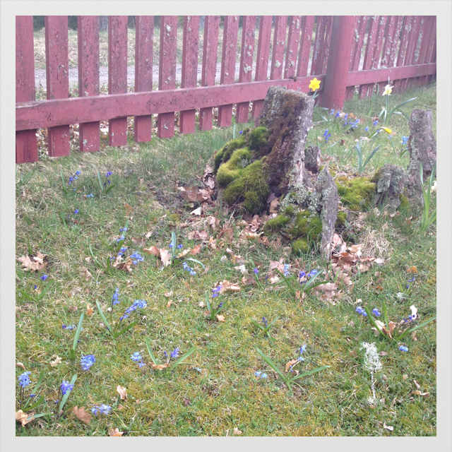 Ingen Bor I Skogen Katla