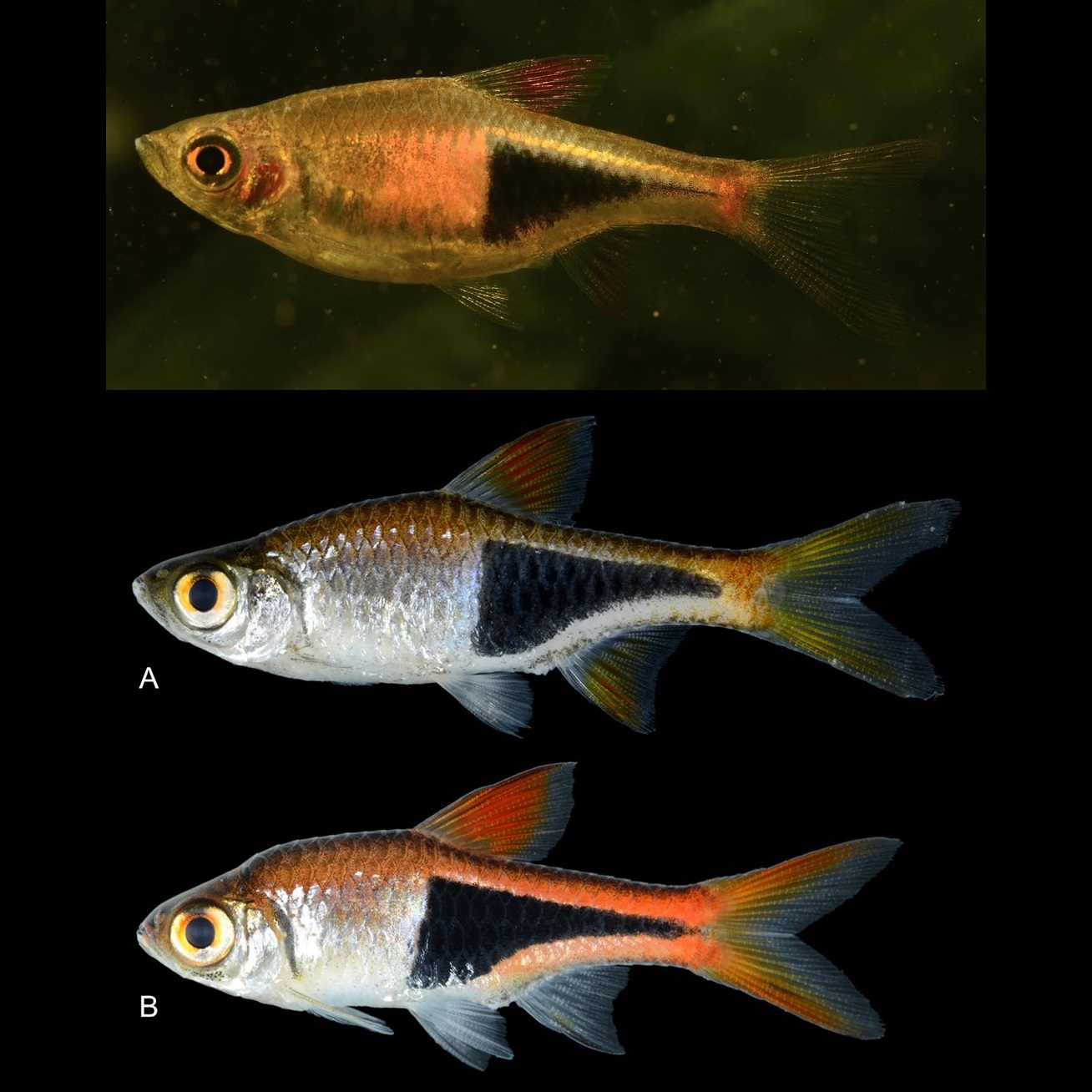Species New to Science [Ichthyology • 2020] Trigonostigma truncata • A