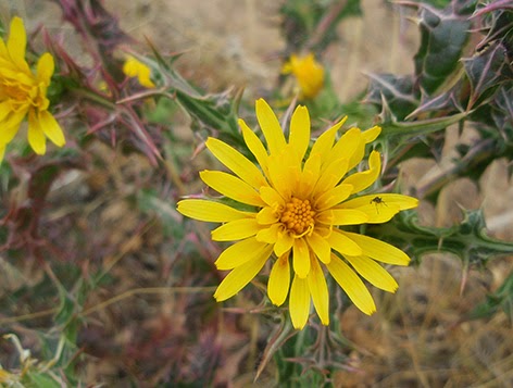 Cardo de olla (Scolymus hispanicus) flor amarilla