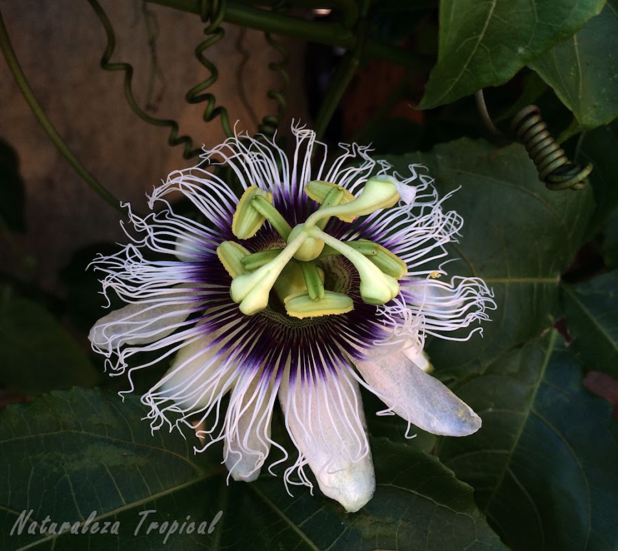 La flor característica de la Pasionaria o Maracuyá, Passiflora edulis