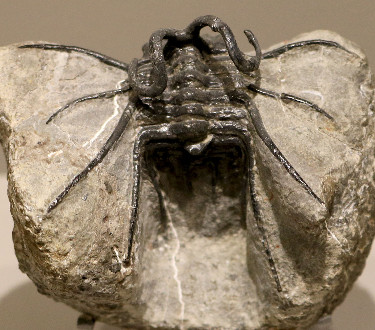 Louisville Fossils and Beyond Dicranurus monstrosus Trilobite Fossil
