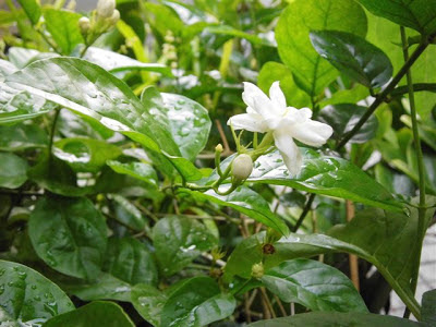 Melati Putih (Jasminum Sambac)