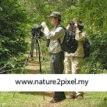 Birds & Wildlife in Malaysia