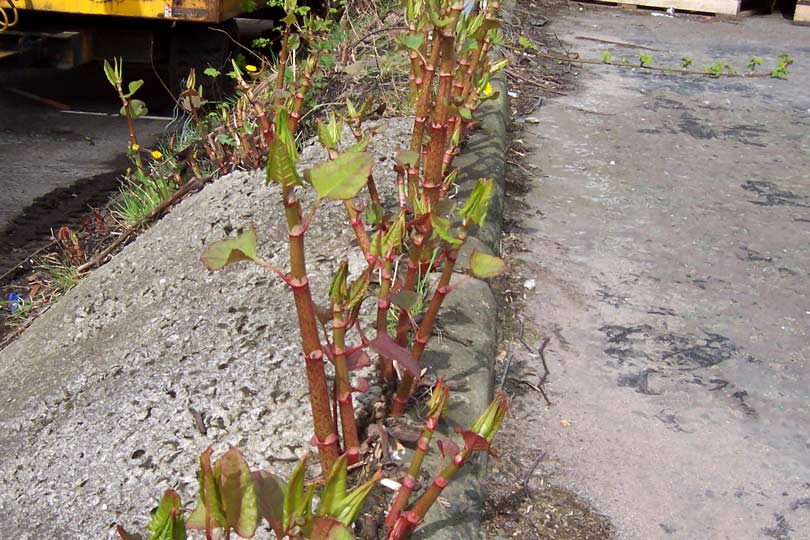 WHAT DOES JAPANESE KNOTWEED LOOK LIKE? |The Garden of Eaden