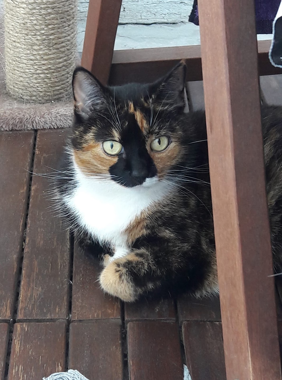 Cat Locator and Collar