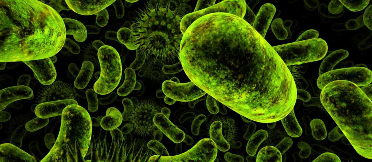 Las Bacterias Concepto Caracteristicas Funciones Y Clasificacion Images ...