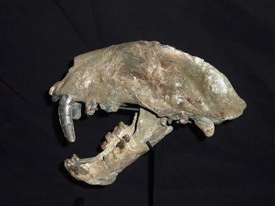 Pogonodon skull