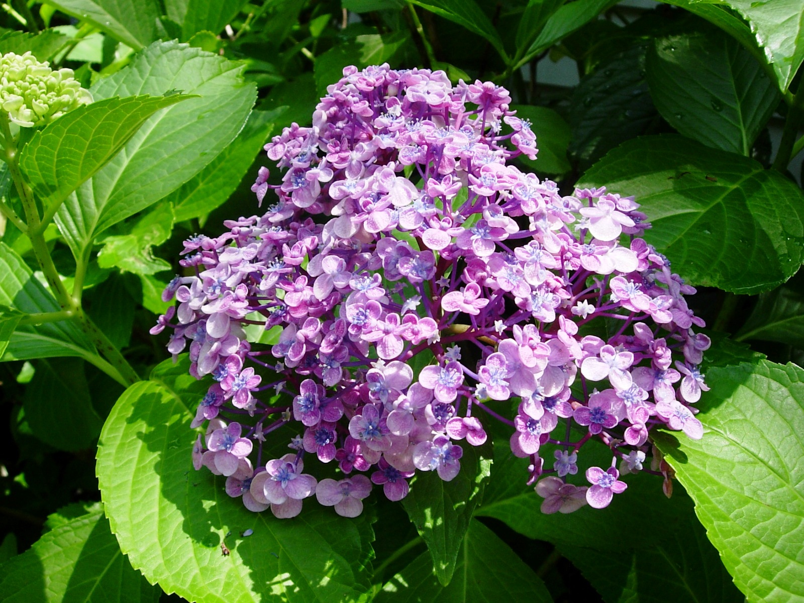 The Music In It Adele Kenny's Poetry Blog Poetry Prompt 54 Flower