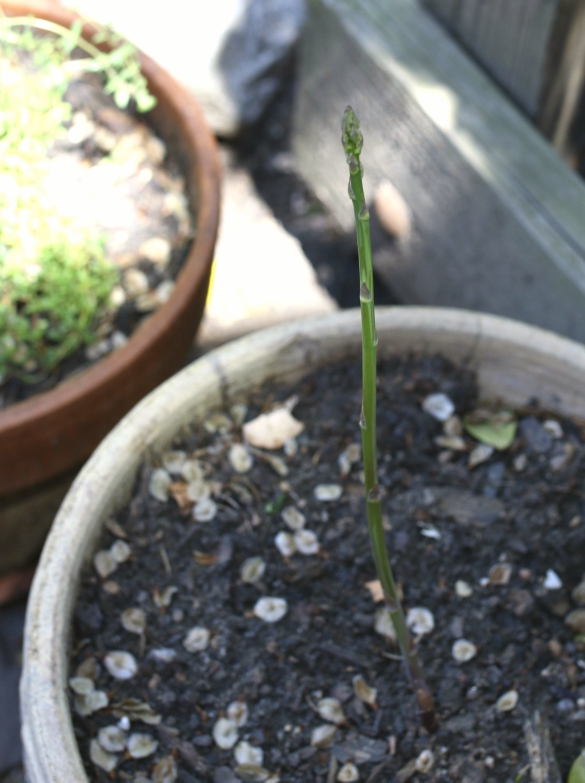 How To Plant Asparagus Root Crowns In Containers 17 Apart We Ve Been Successfully Growing Asparagus In Containers Over The Past Of Weeks Something Wanted To Do For Years And Can T Wait Share All