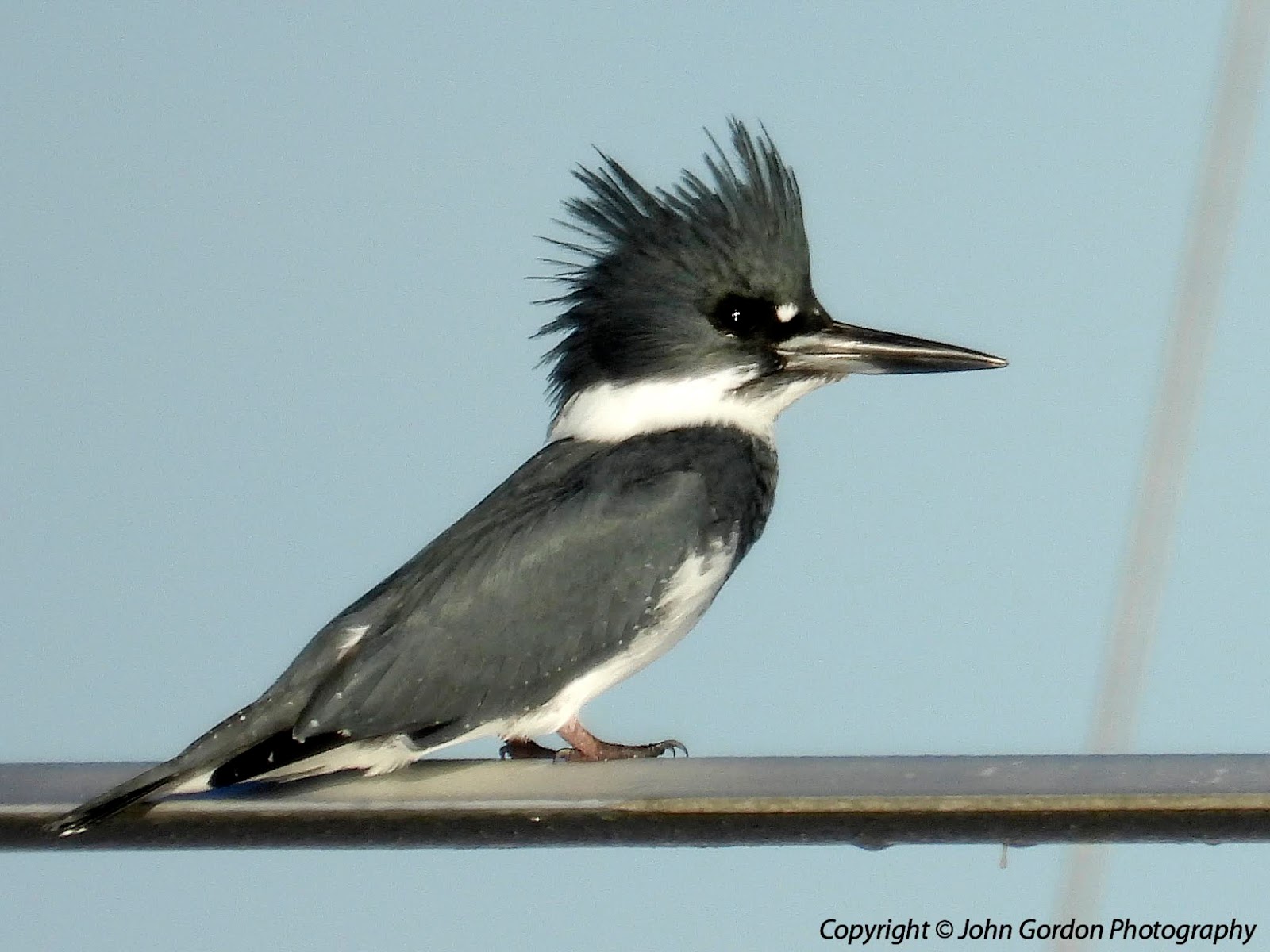 nikon p1000 bird photography