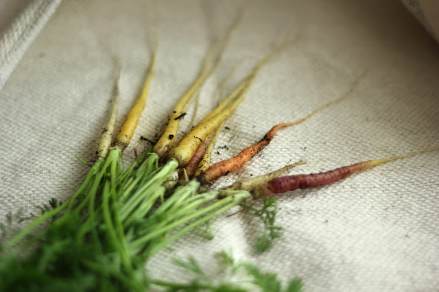 Freshly pulled bunch of white, yellow, orange and red baby carrots on a cloth