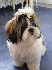 Shih Tzu dog 