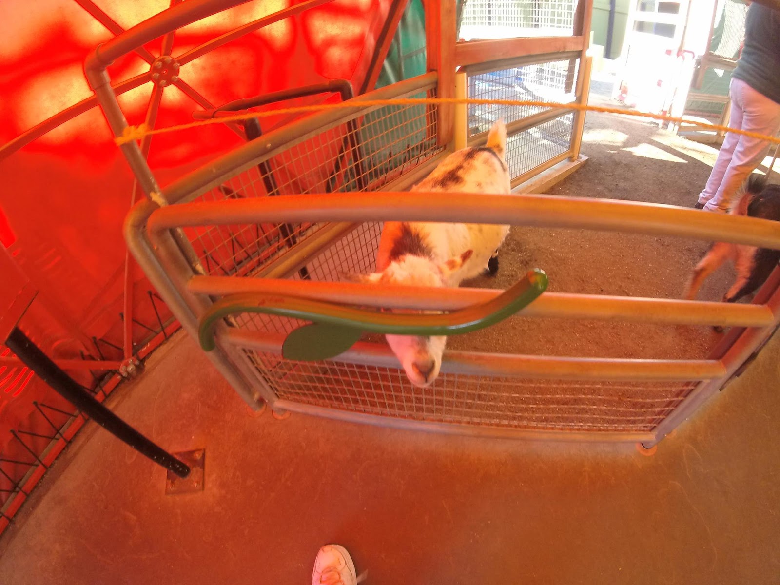 to Ryan Jones' Animal Videos Blog! Point Defiance Zoo January 2017