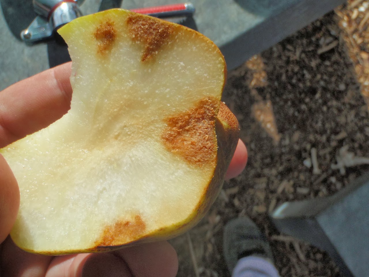 Xtremehorticulture of the Desert Brown Spots in Pear and Apple Flesh