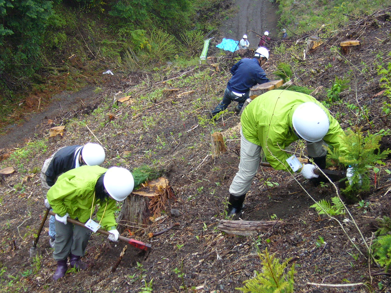 ecoな山守人: 被災地支援 植林体験ツアー