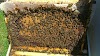 Τροφοδότηση μελισσιών: Όλα τα μυστικά από παλιό μελισσοκόμο