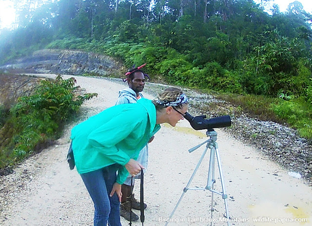 American tourist in West Papua Birdwatching in Tambrauw