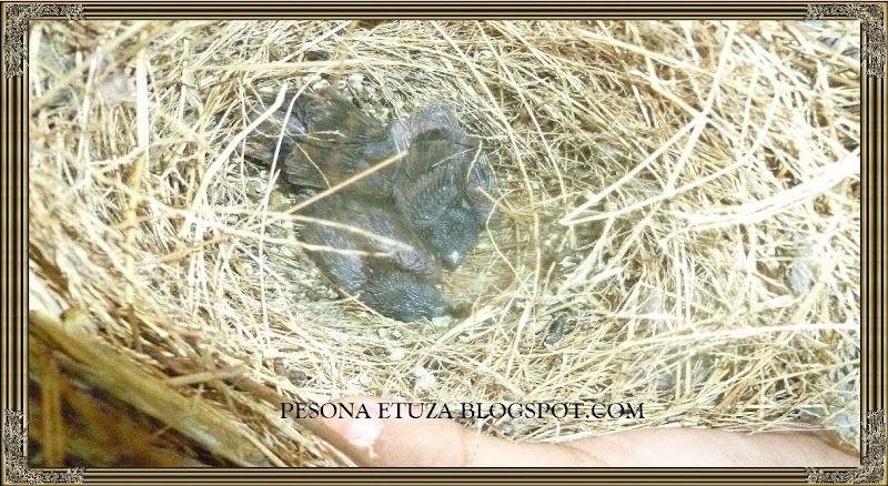 Sesuatu Yang Tidak Disengajakan Uniknya Bunga Baru Di Laman