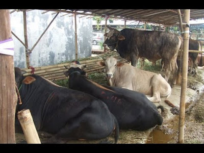 Peternak Sapi di Indonesia umumnya Masih Tradisional Peternak Sapi di Indonesia umumnya Masih Tradisional