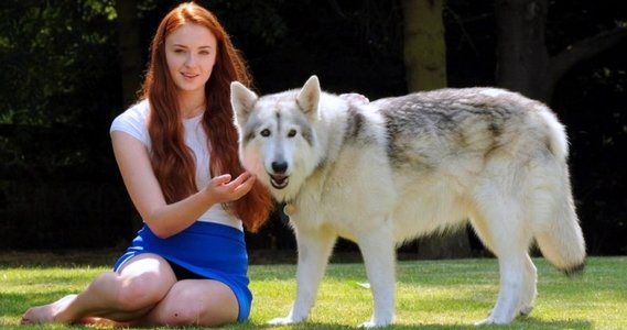 Sophie Turner, la actriz que hace el rol de Sansa Stark, en Juego de Tronos se hace dueña de una loba huargo a la que llama Lady (en la vida real se llama Zunni). Sophie se encariñó tanto con el perro que terminó adoptándolo.