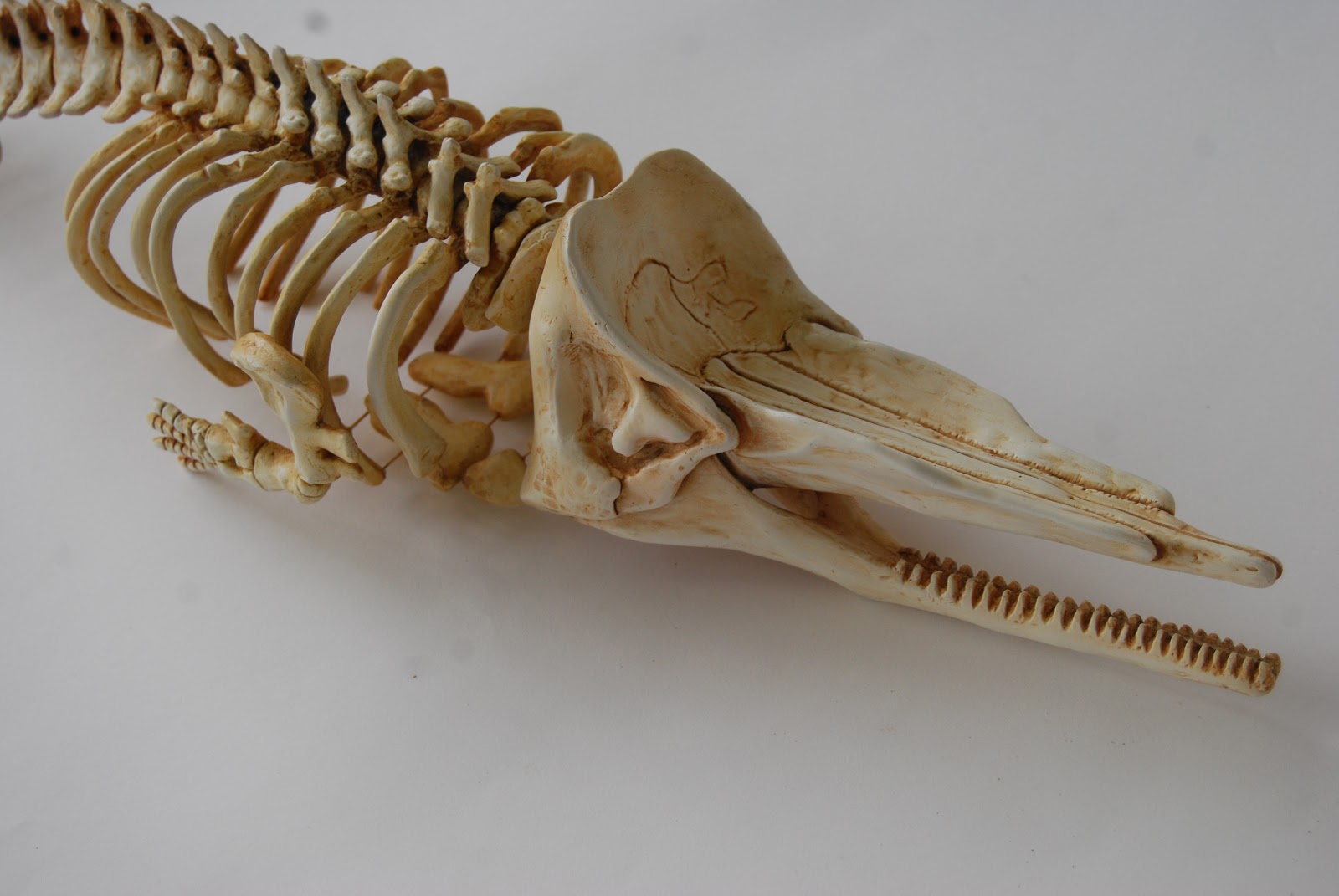 скелет левиафана мелвиллей. скелет кашалота в музее мирового океана. Livyatan melvillei. позвоночник кашалота. скелет левиафана мелвиллей.