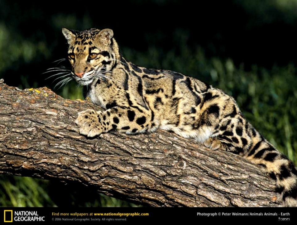Clouded Leopard